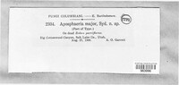 Image of Aposphaeria major